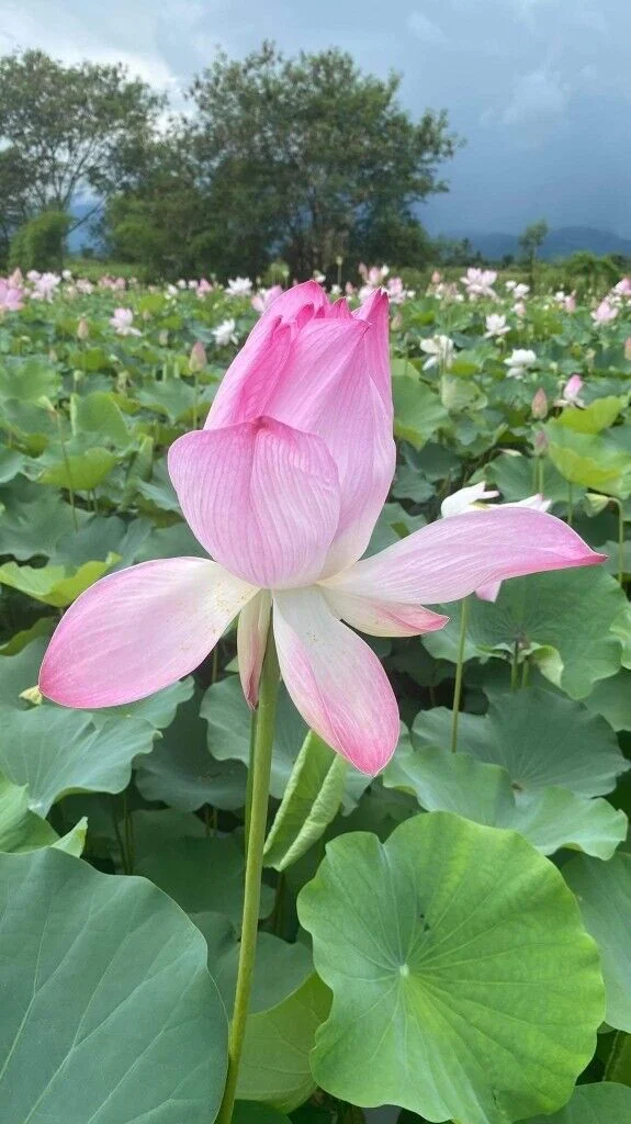 Bespoke Massage In Westminster, London