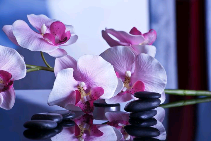 Massage Therapist Chloe (Mobile only) / No Incalls