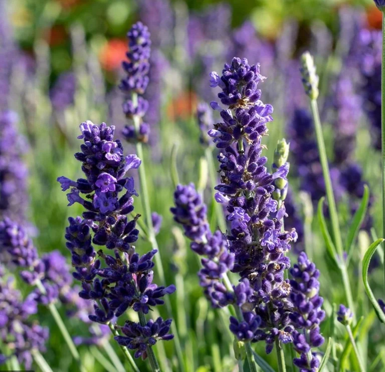 Mobile Aromatherapy, Swedish & Japanese Massage In London