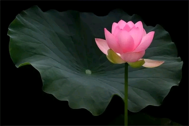 New Manager Chinese Massage