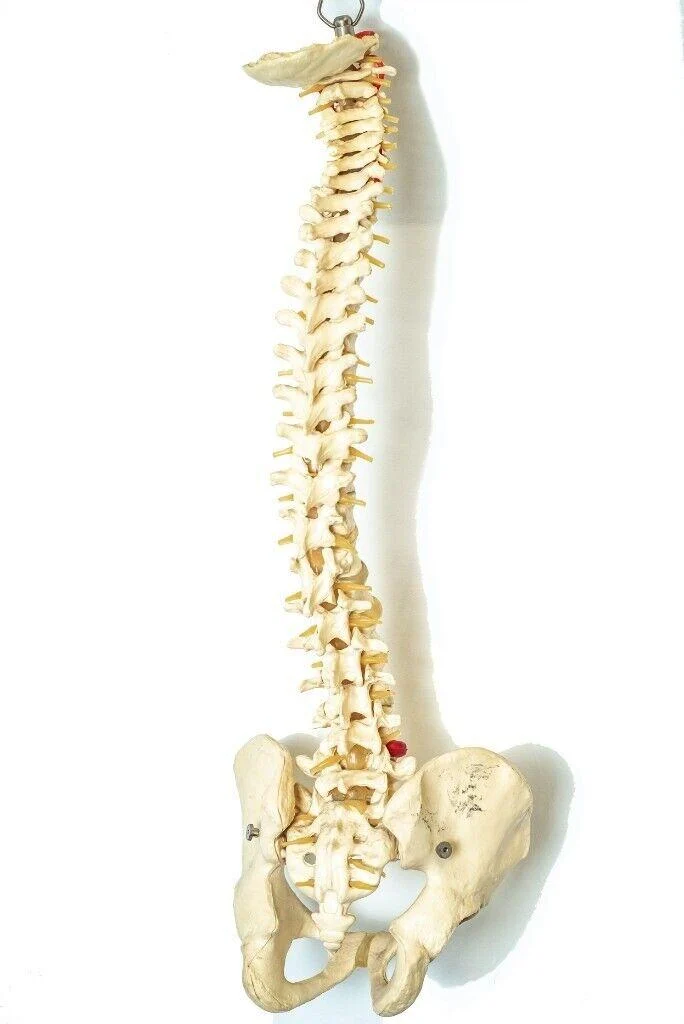 Professional Sports & Deep T. Massage Therapist Over 10yrs Experience