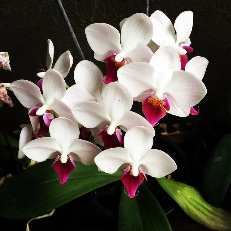 Thai Massage In Ipswich (Incall/Outcall) - Ipswich, Suffolk