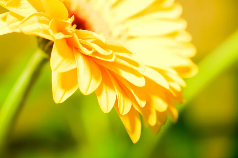 Outcall Massage | Fantastic Professional Full Body Massage