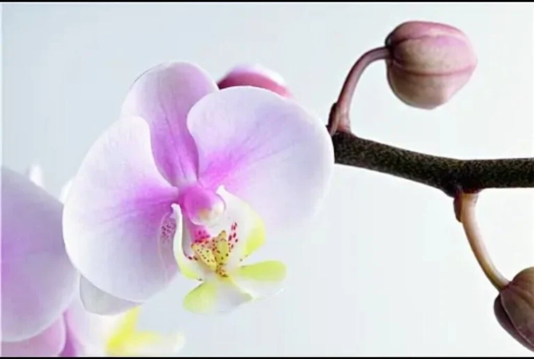 Oriental Therapy Chinese Massage NEW Masseuses Norwich, Norfolk