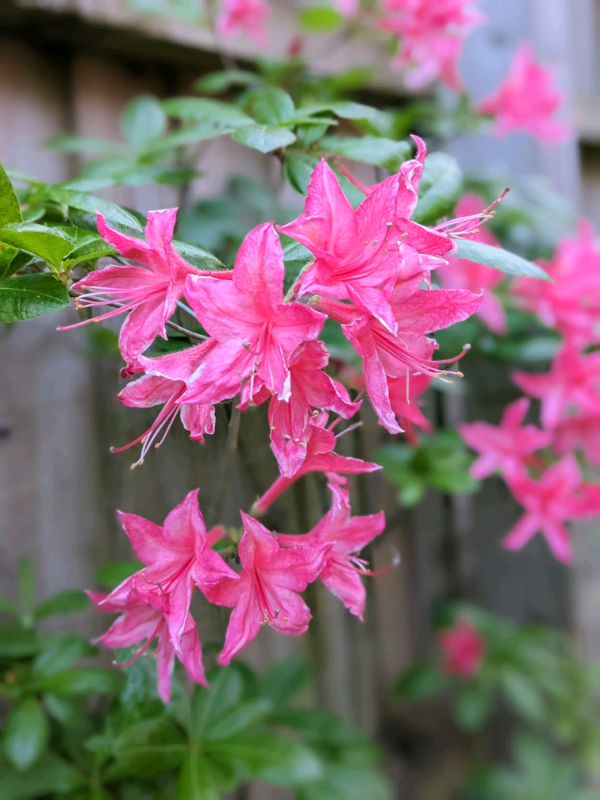 Thai Female Oil Massage Central Milton Keynes