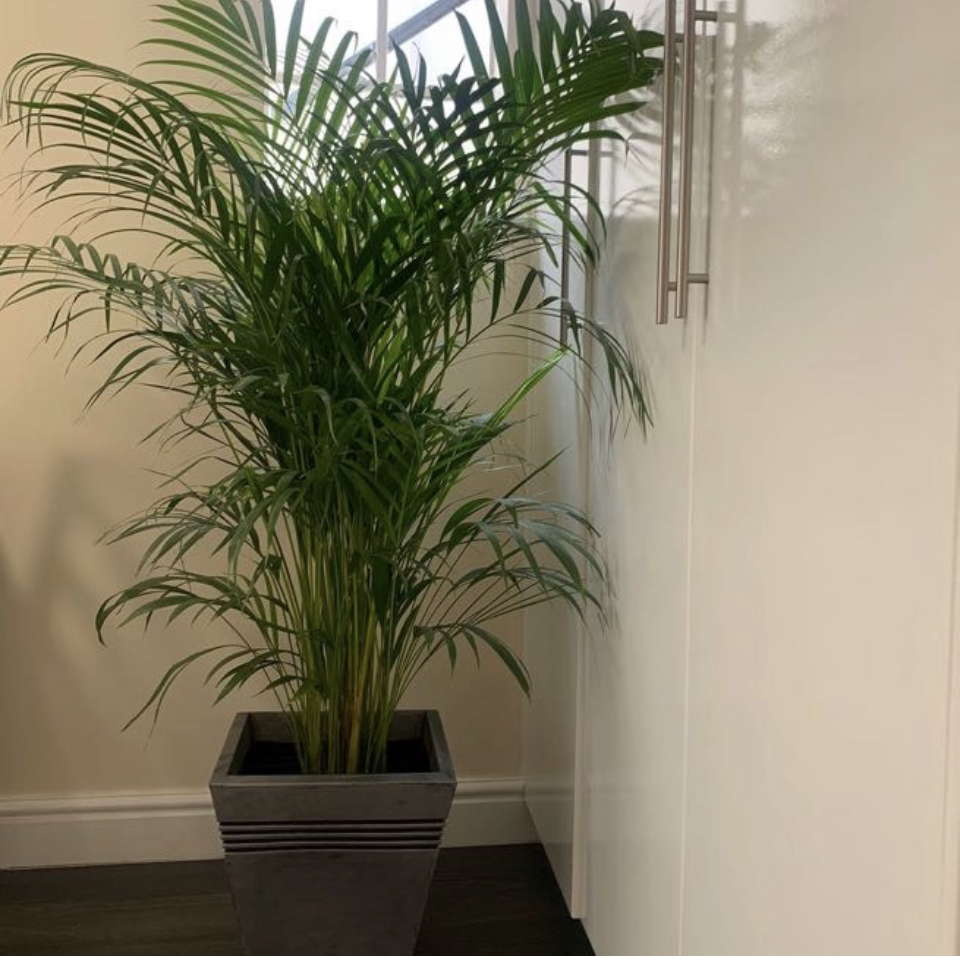 Professional Chinese massage in Taunton