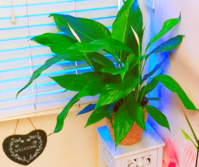 Liya Sports Therapy Centre - Deep Tissue, Relax Massage - Shirley, Solihull West Midland