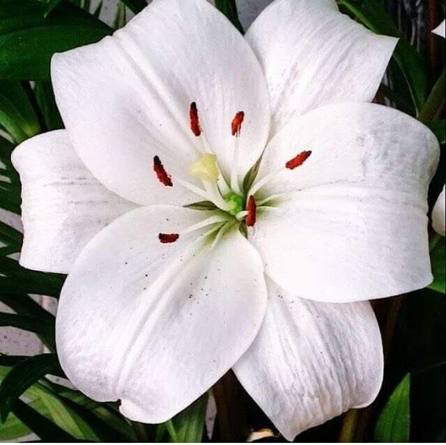 Palm Leaves Thai Massage - Rochdale, Manchester
