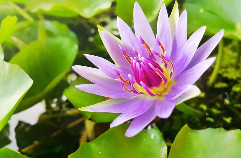 Thai Massage, High Bickington, Umberleigh