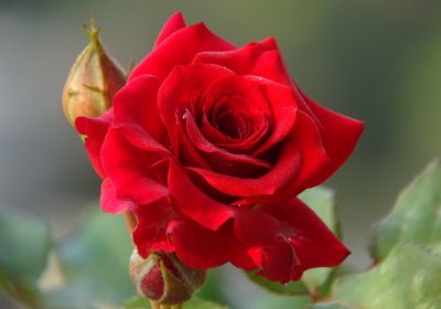 Single_red_rose_with_buds