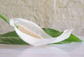 Deep Tissue Massage Outcalls For London